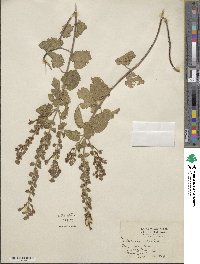 Scutellaria ovata image