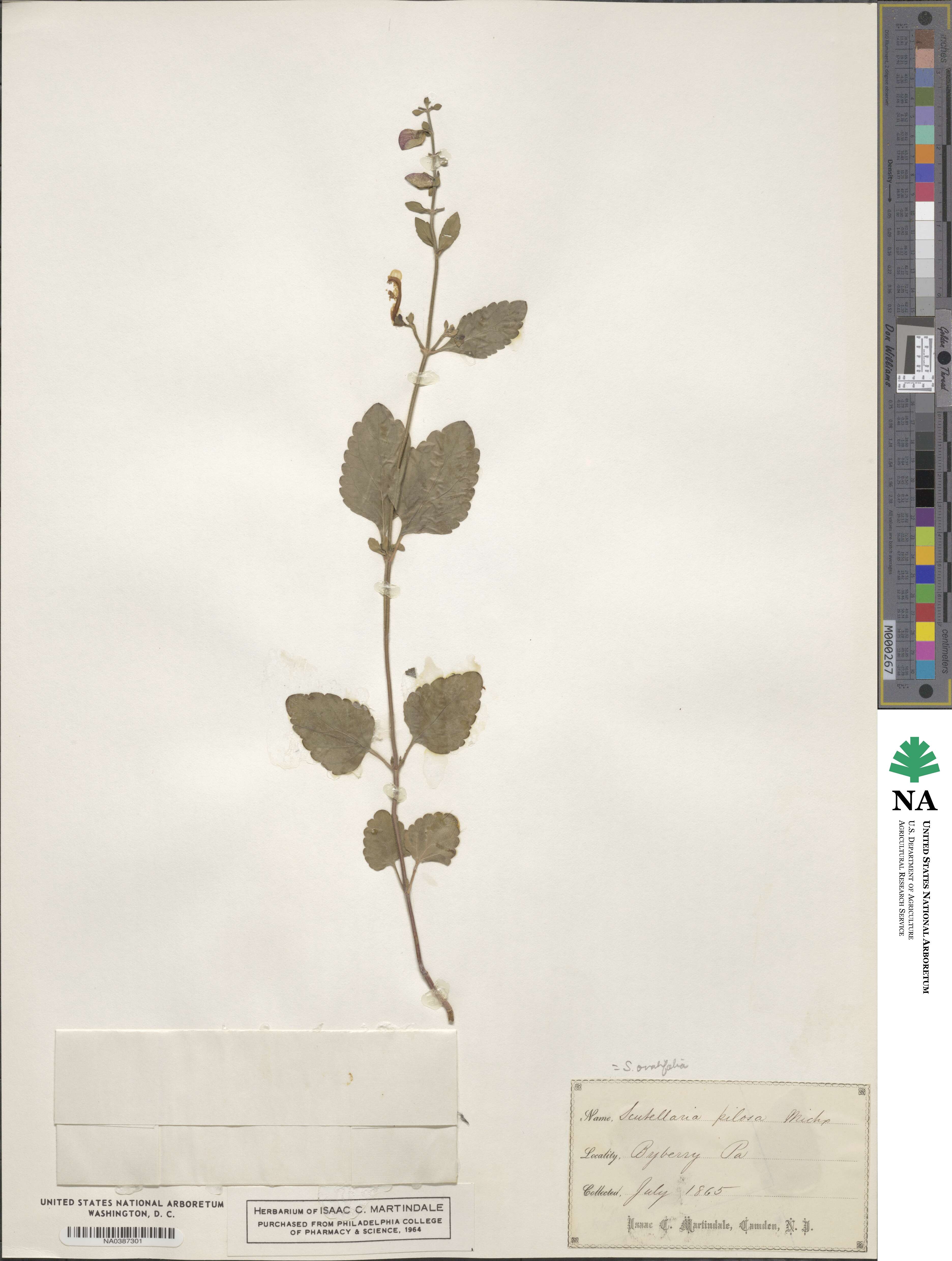 Scutellaria elliptica image