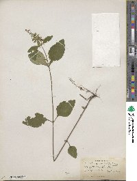 Scutellaria elliptica var. elliptica image