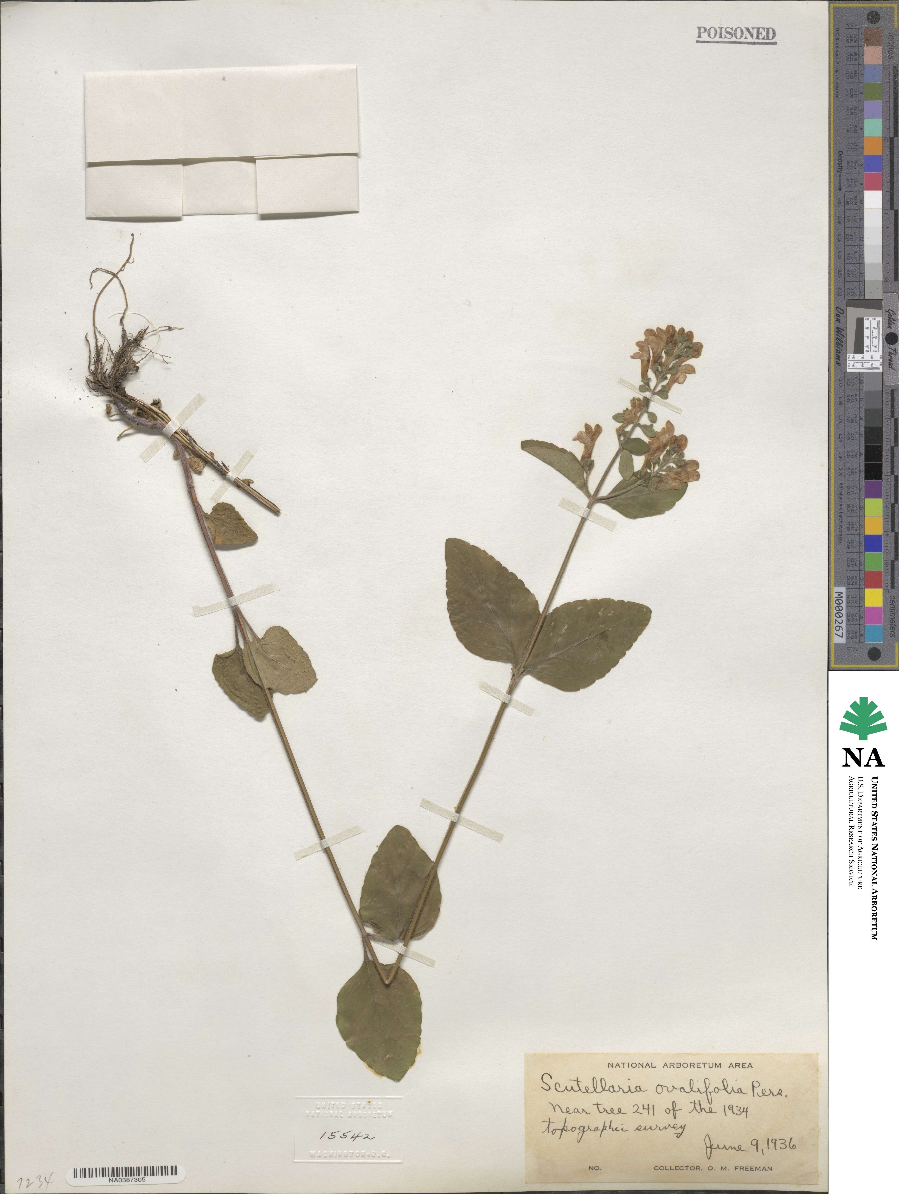 Scutellaria elliptica image