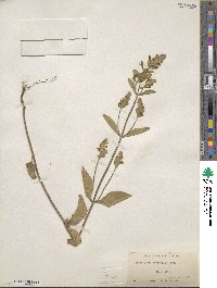 Scutellaria elliptica image