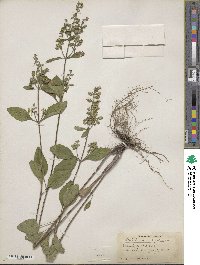 Scutellaria elliptica var. elliptica image