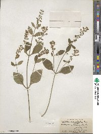 Scutellaria elliptica image