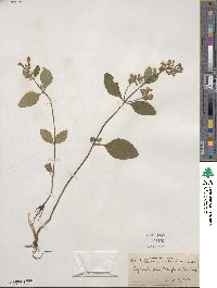 Scutellaria elliptica var. elliptica image