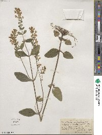 Scutellaria elliptica var. elliptica image