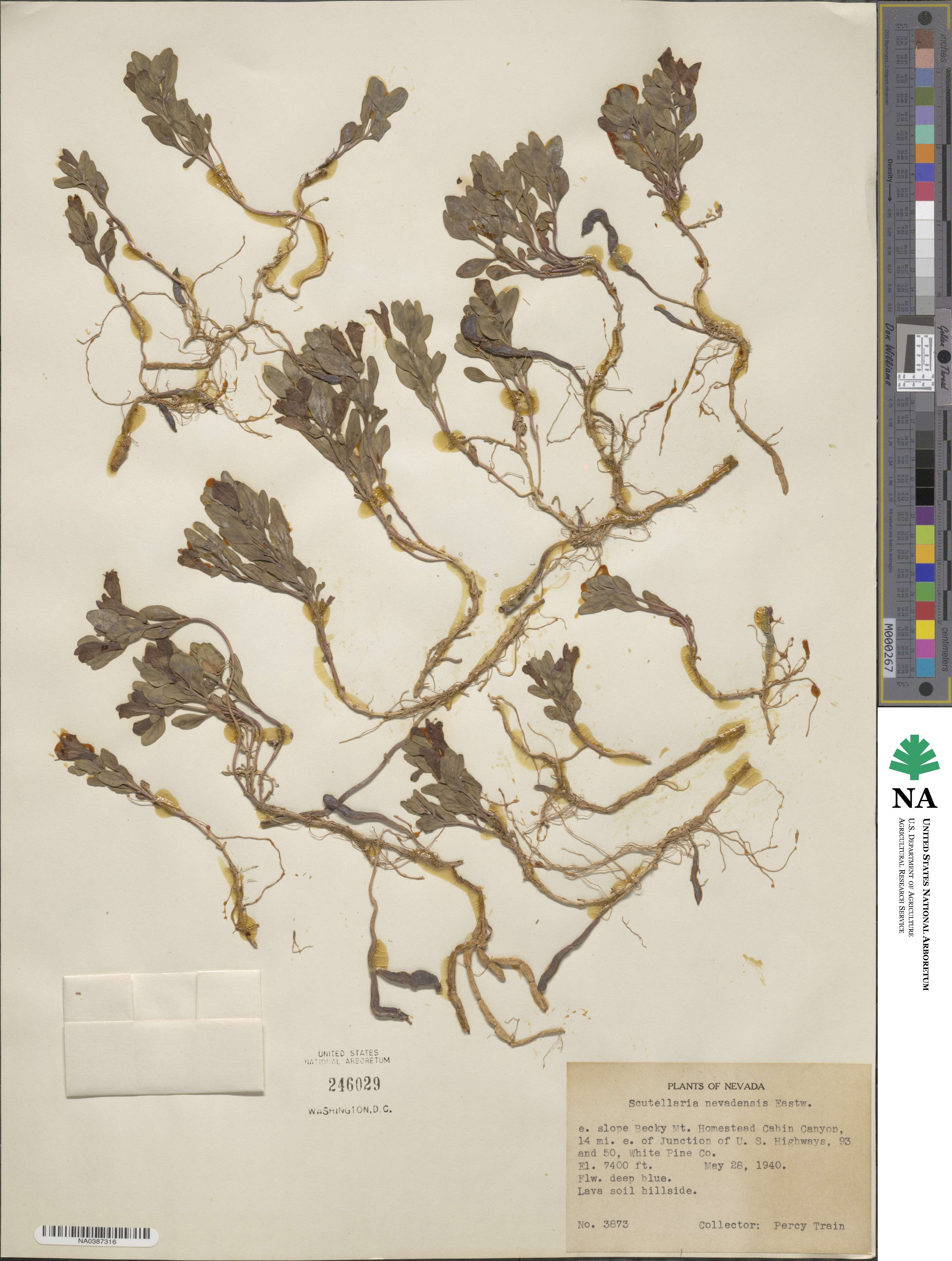 Scutellaria angustifolia subsp. micrantha image