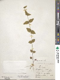 Scutellaria nervosa image