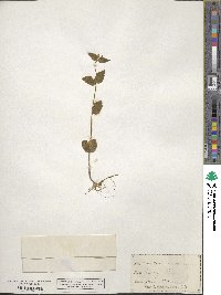 Scutellaria nervosa image