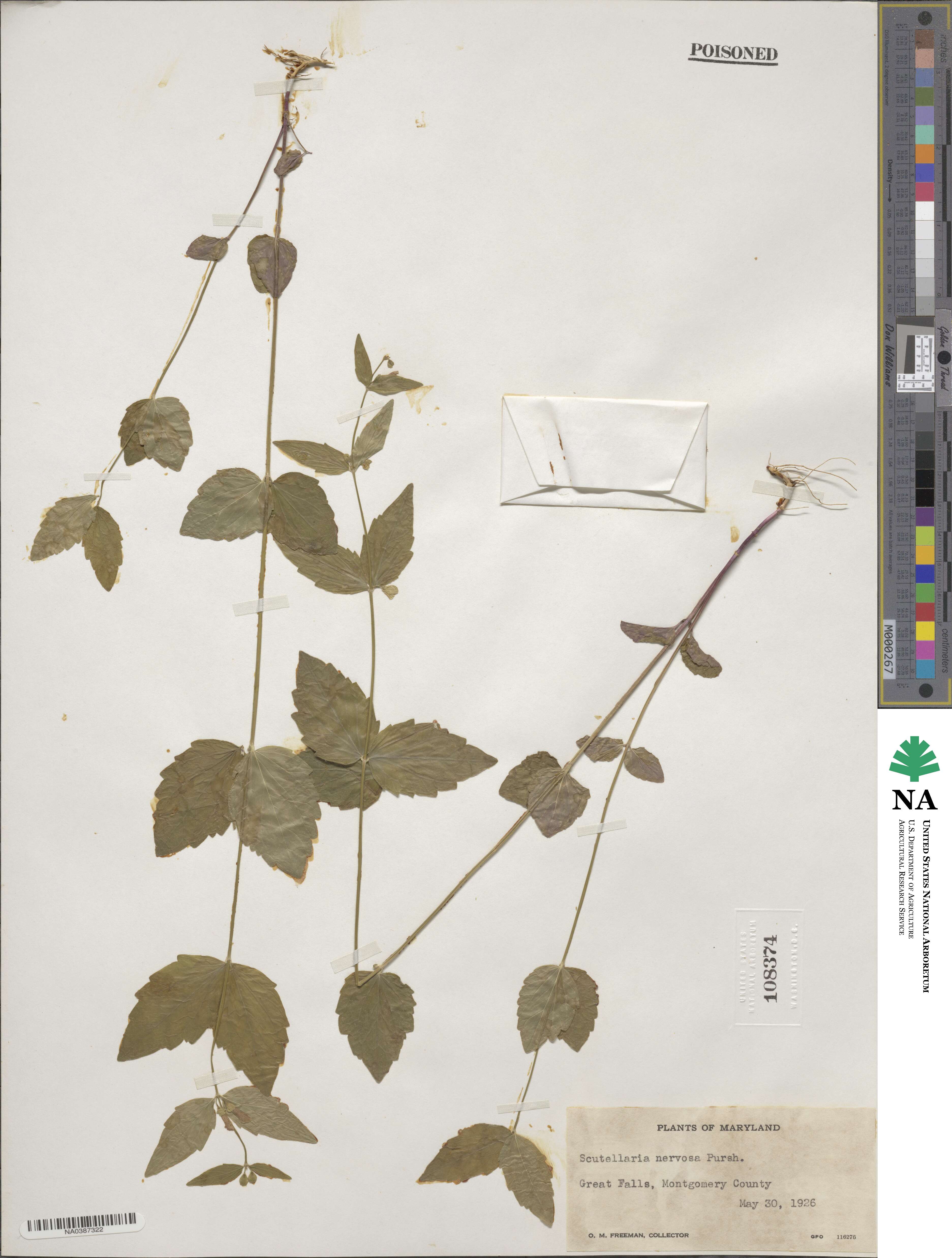 Scutellaria nervosa image