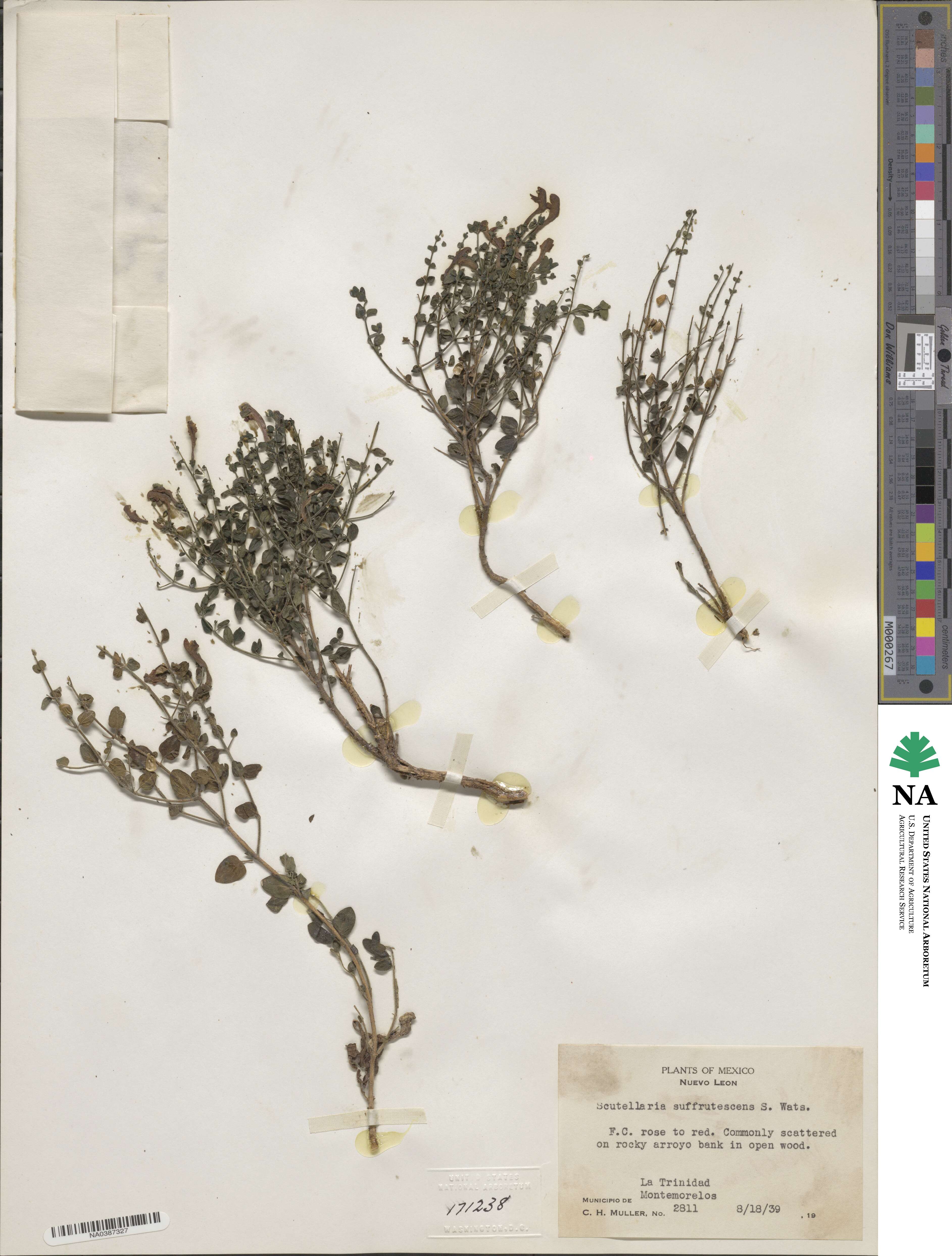 Scutellaria suffrutescens image