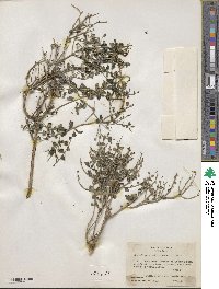 Scutellaria suffrutescens image