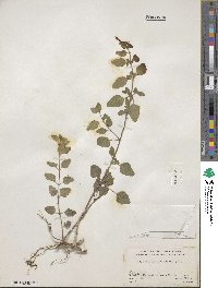 Scutellaria seleriana image