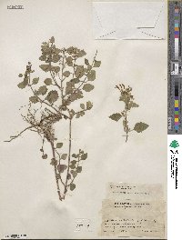 Scutellaria seleriana image