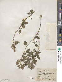 Scutellaria seleriana image