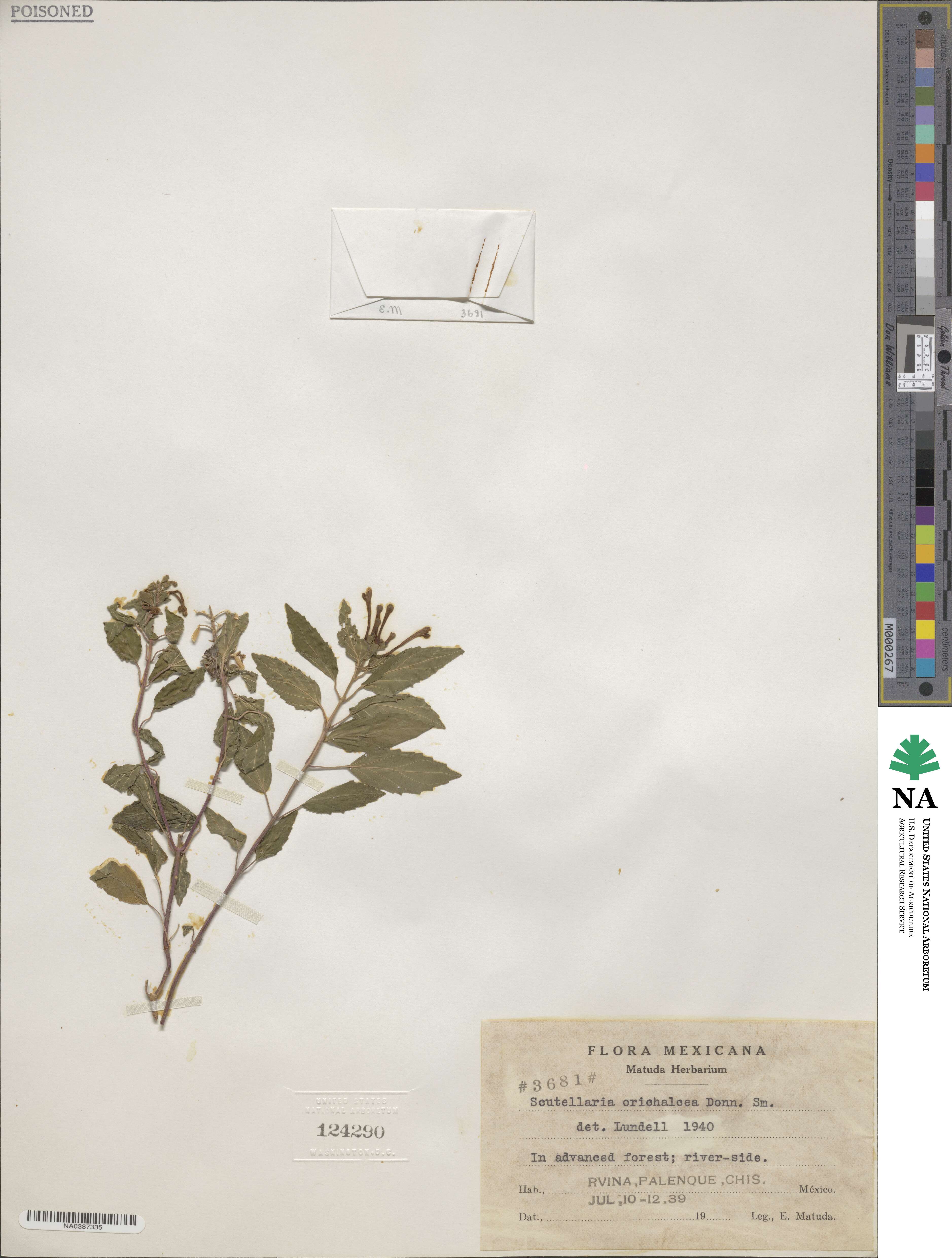 Scutellaria orichalcea image
