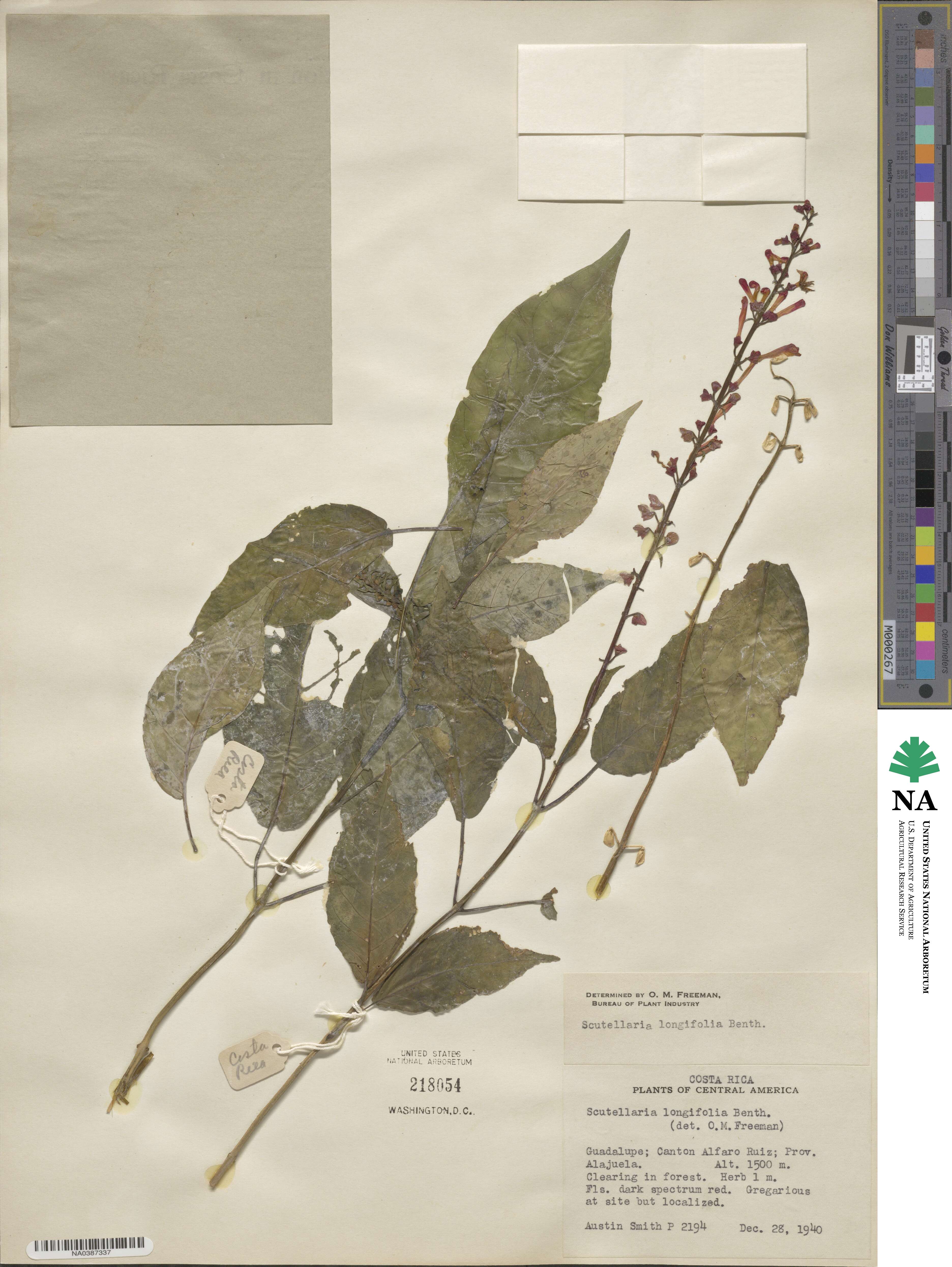 Scutellaria longifolia image