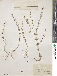 Image of Scutellaria hispidula