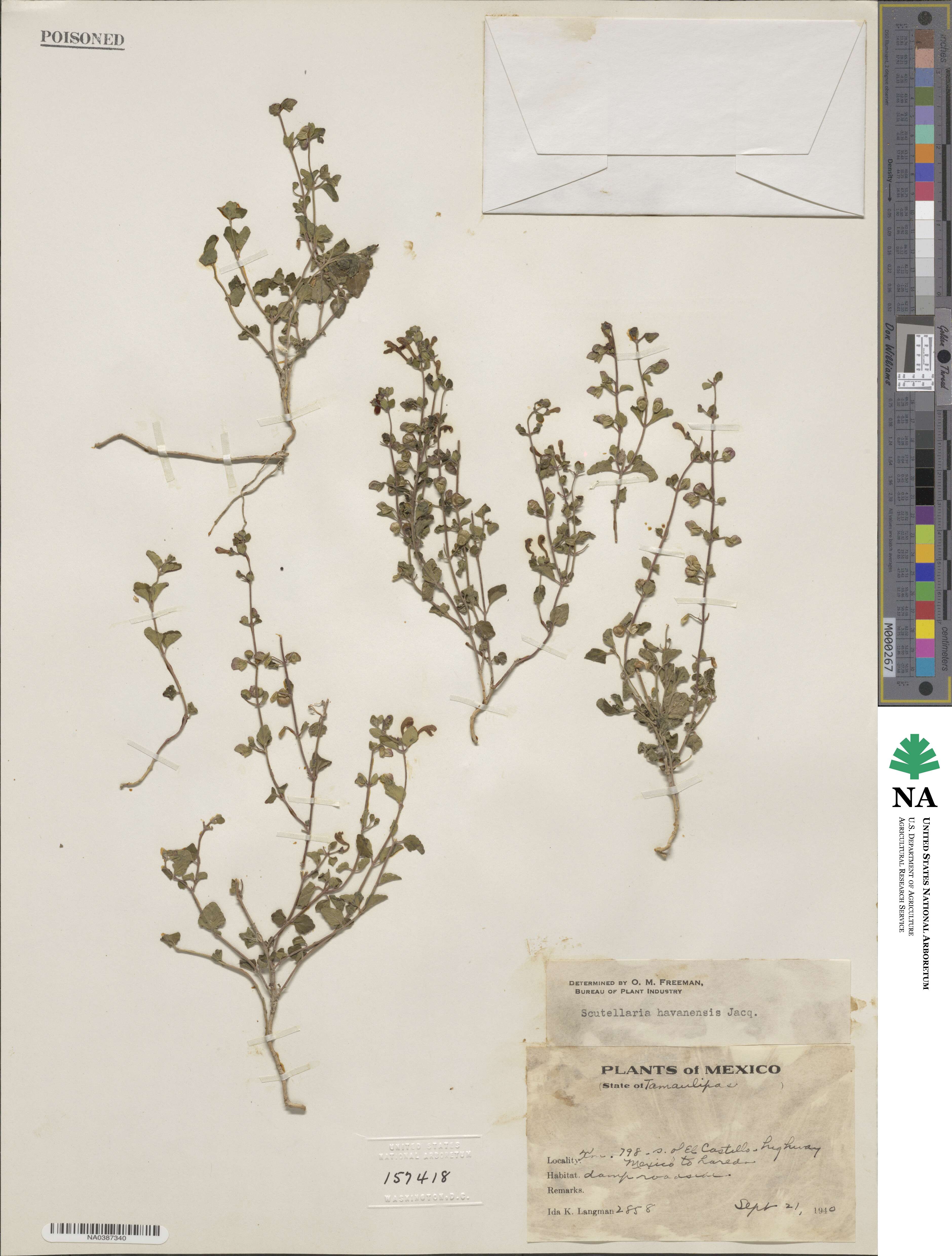 Scutellaria havanensis image