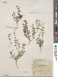 Scutellaria havanensis image