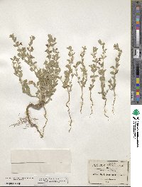 Scutellaria drummondii image