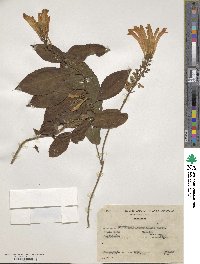 Scutellaria costaricana image