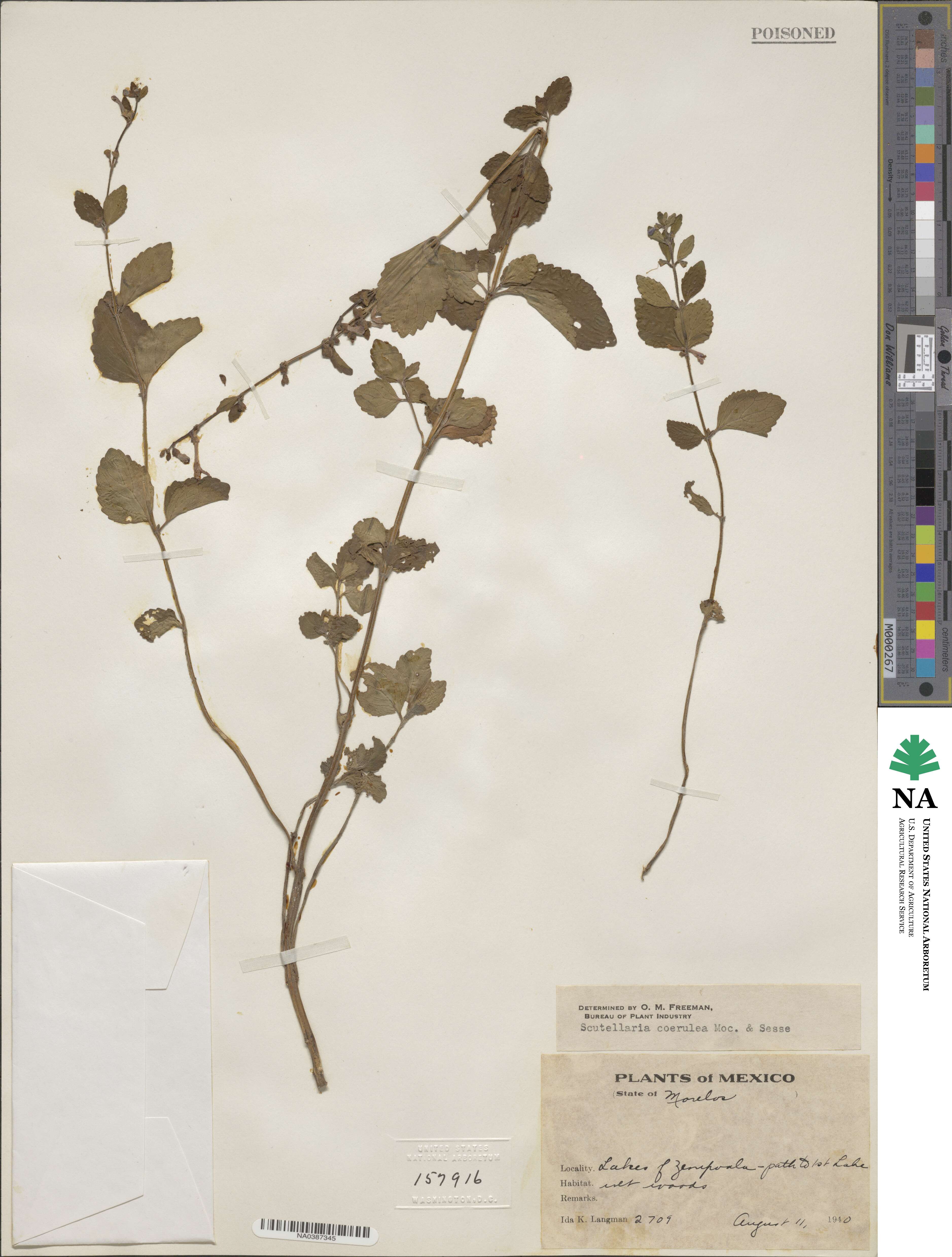 Scutellaria dumetorum image