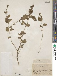 Image of Scutellaria dumetorum