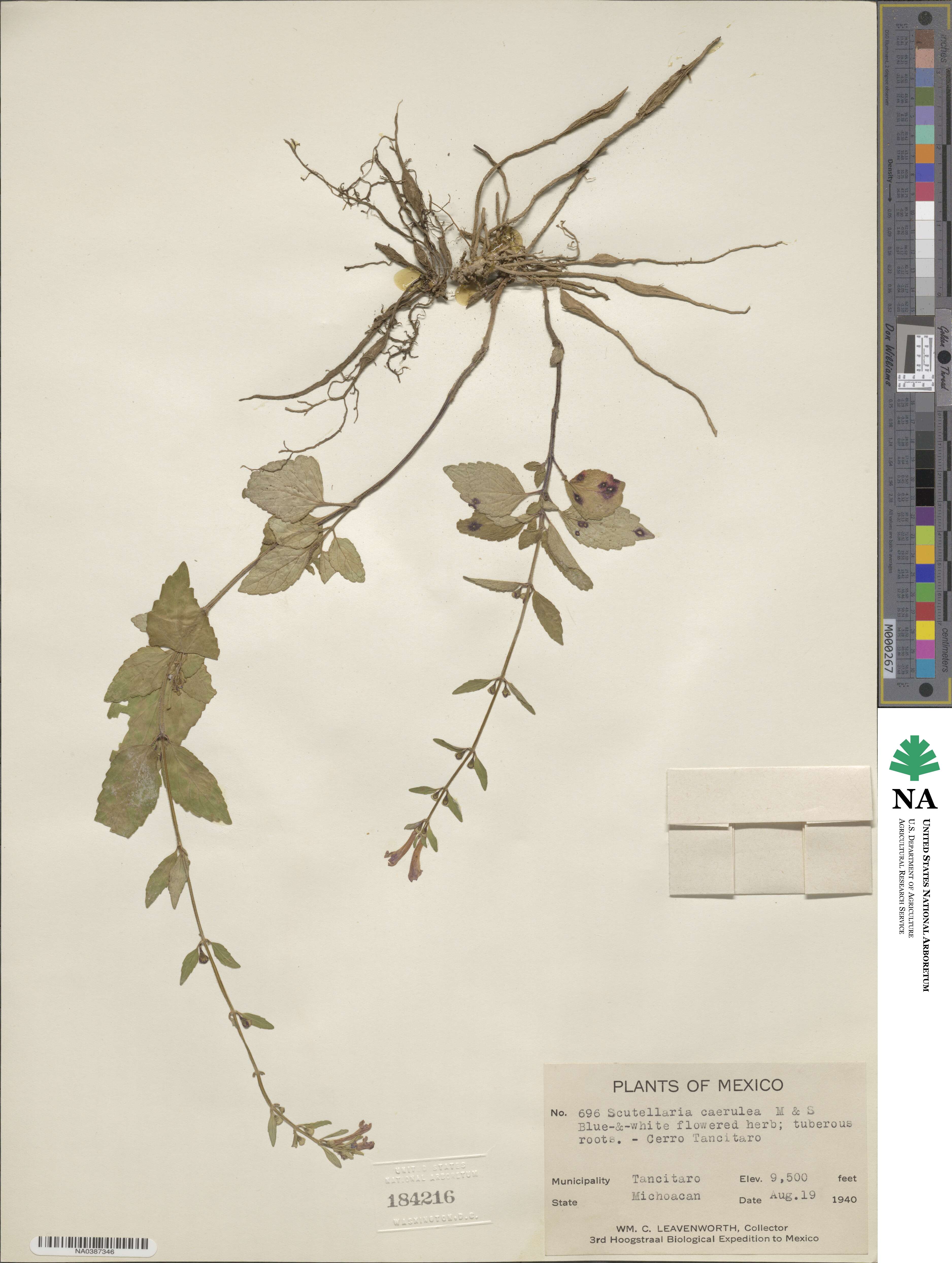 Scutellaria dumetorum image