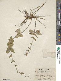 Scutellaria dumetorum image