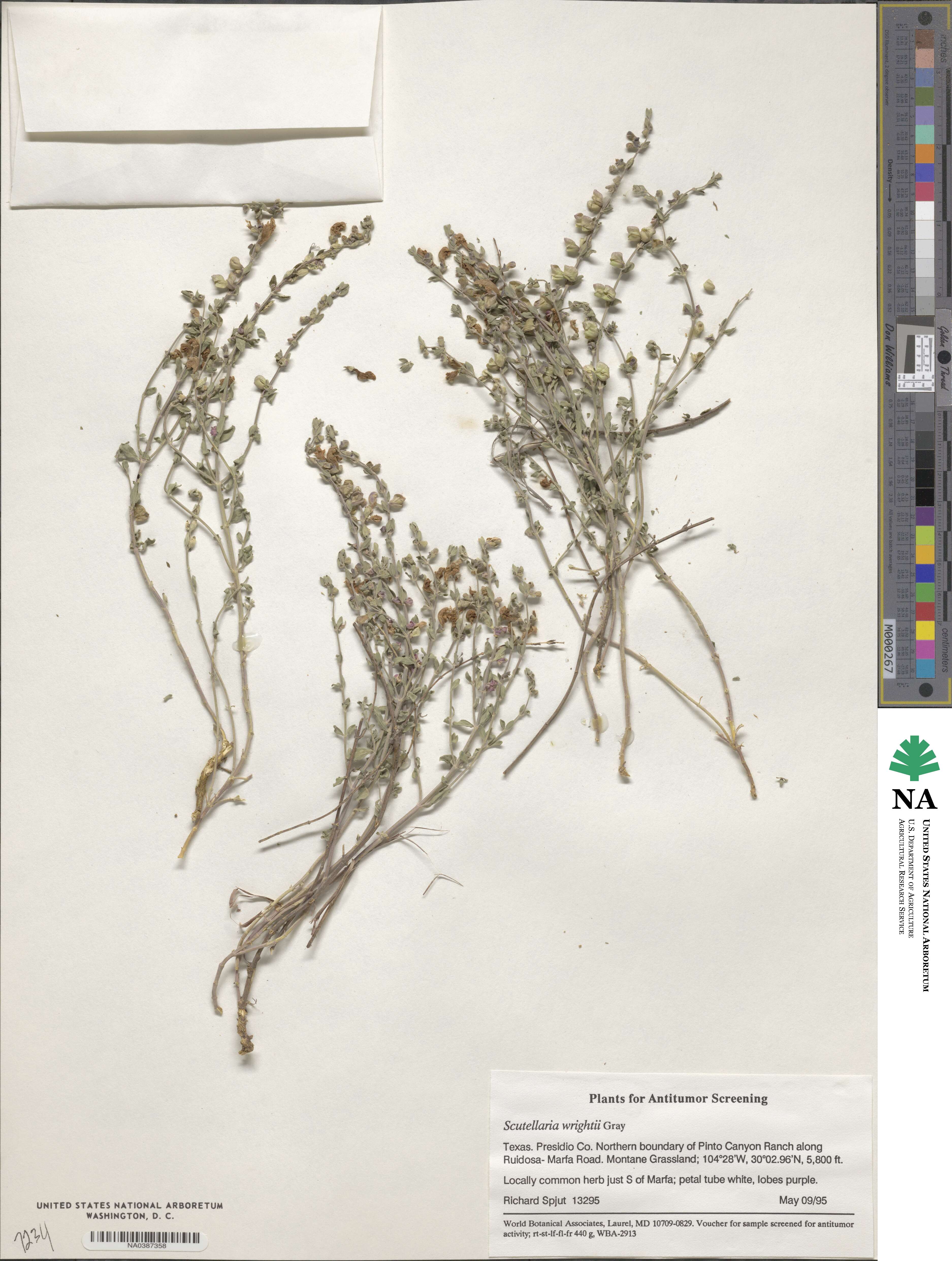 Scutellaria wrightii image