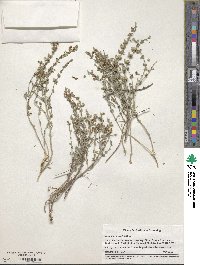 Scutellaria wrightii image