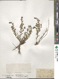 Scutellaria wrightii image