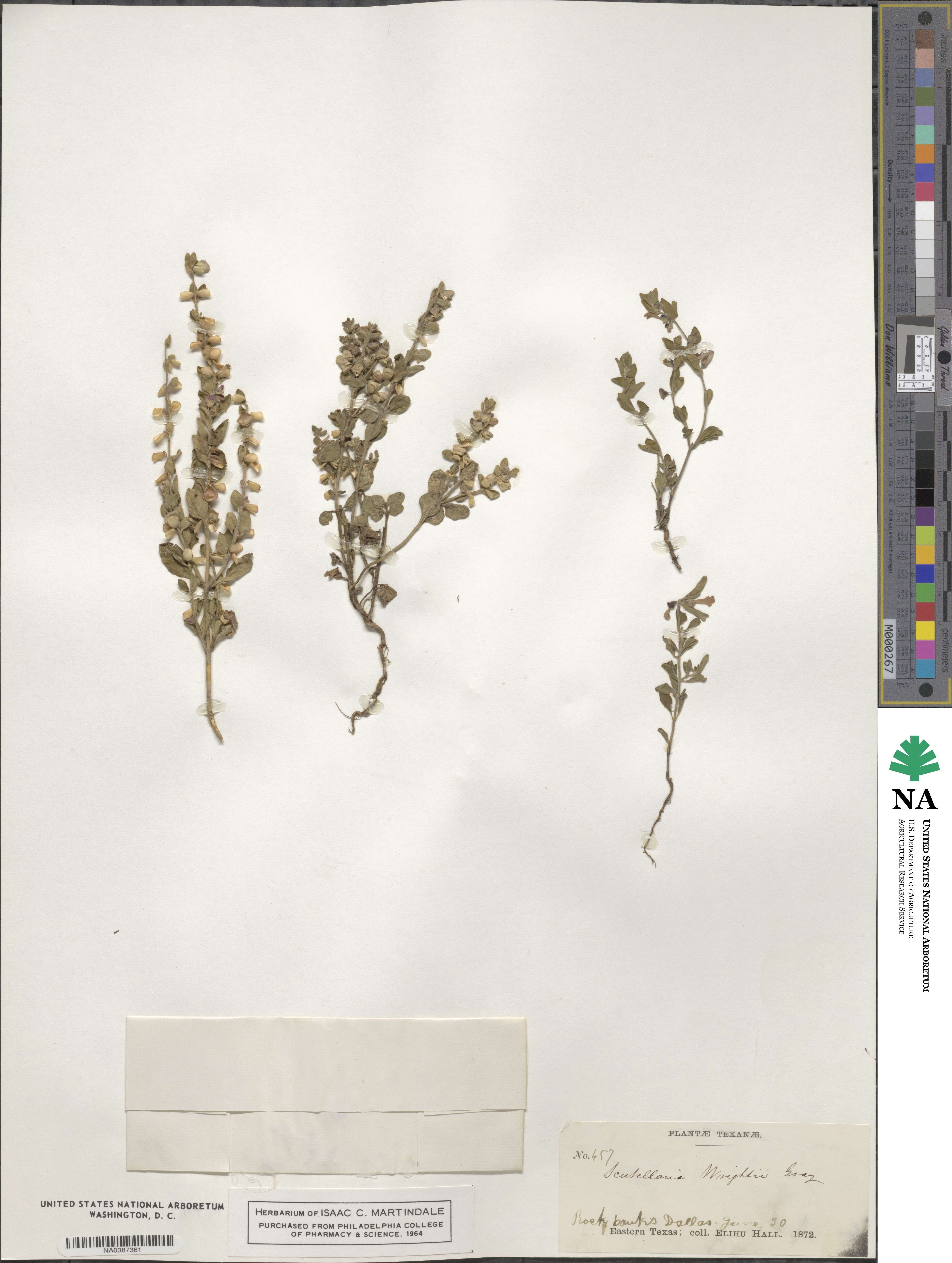 Scutellaria wrightii image