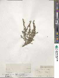 Scutellaria wrightii image