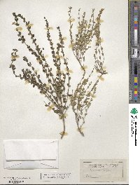 Scutellaria wrightii image