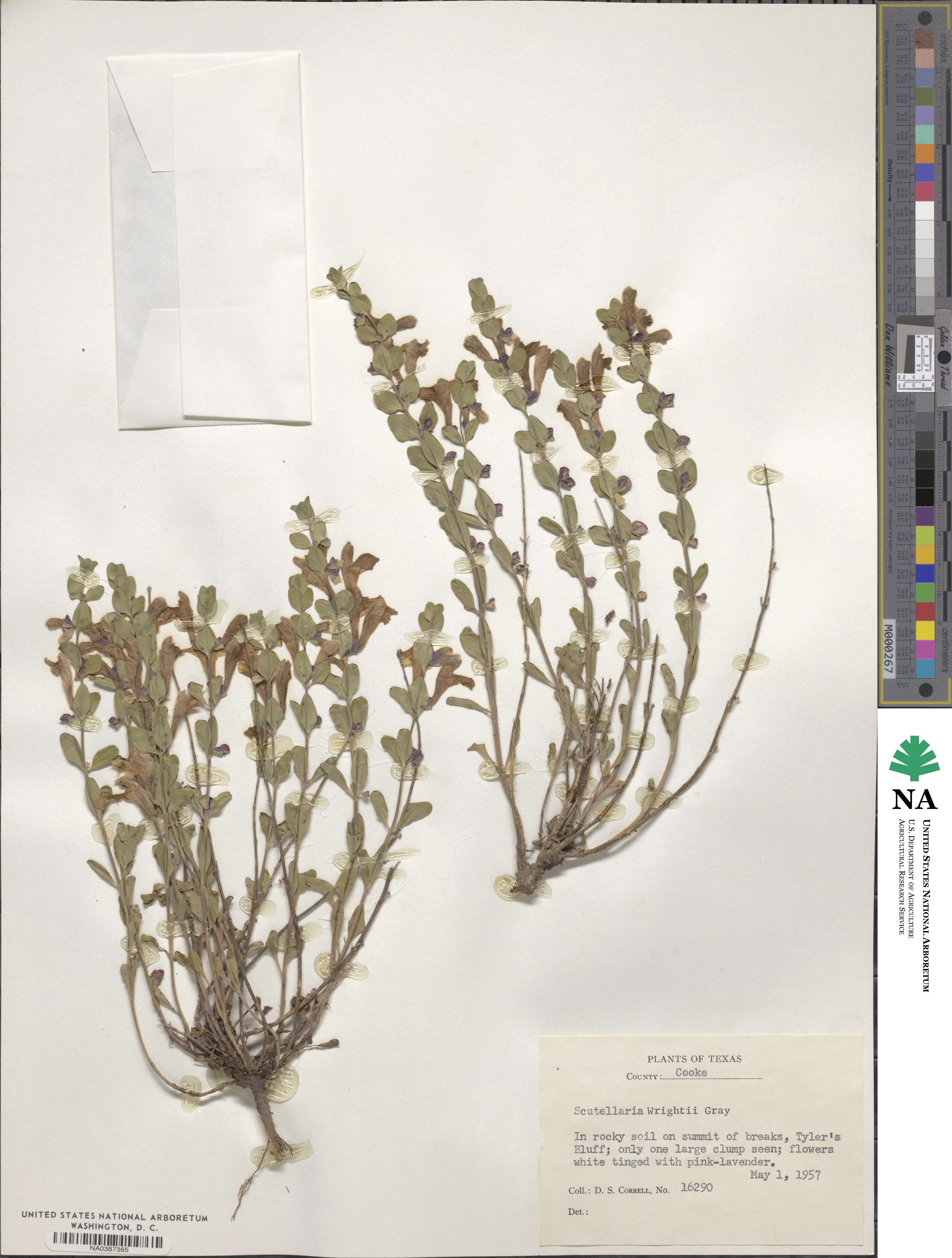 Scutellaria wrightii image