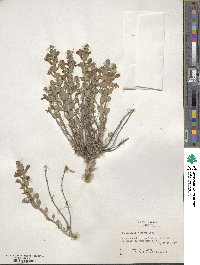 Scutellaria wrightii image