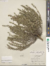 Scutellaria wrightii image