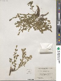 Scutellaria wrightii image