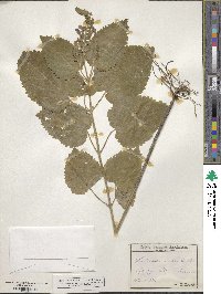 Scutellaria ovata image