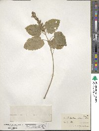 Scutellaria ovata subsp. ovata image