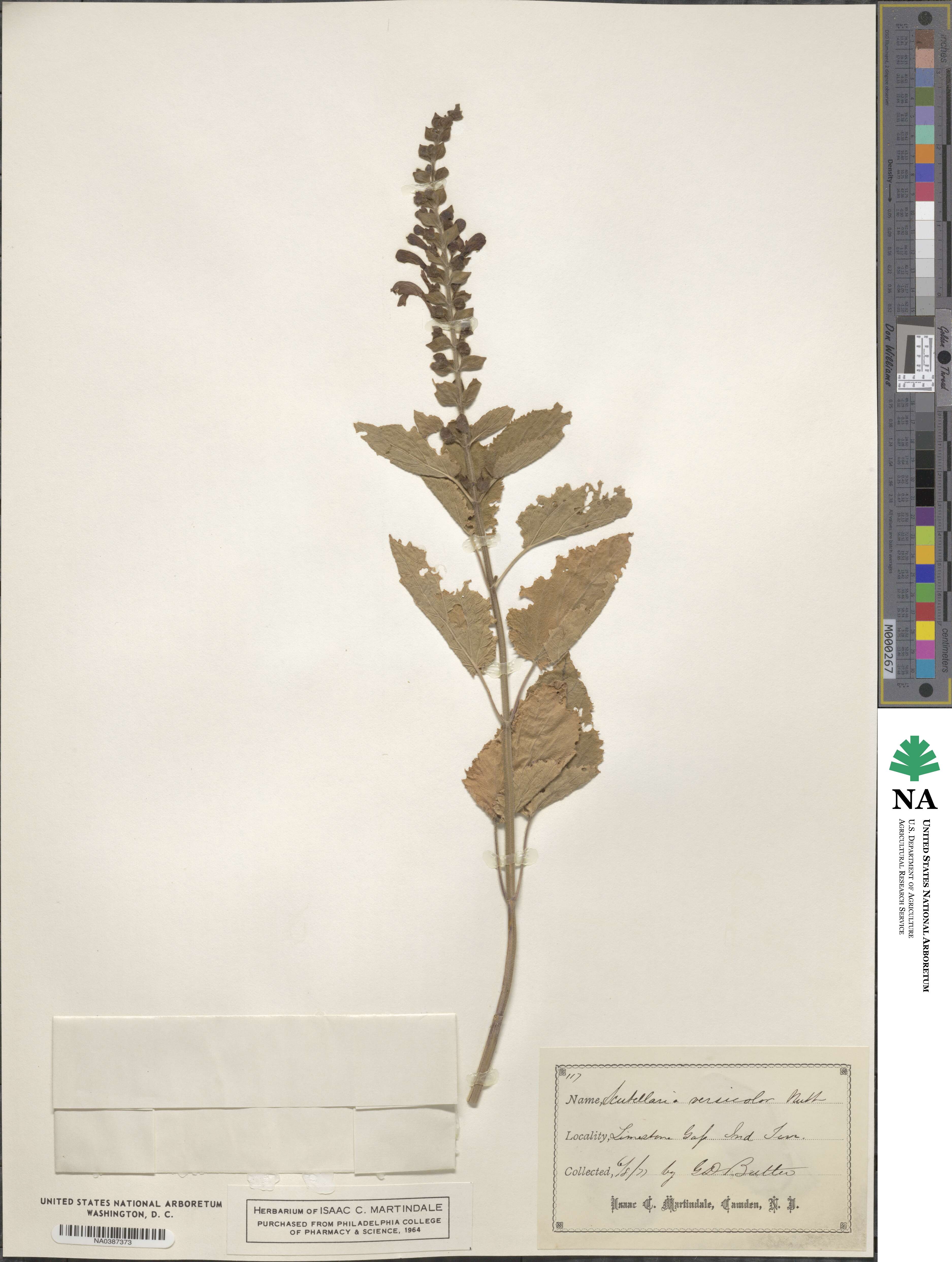 Scutellaria ovata subsp. ovata image