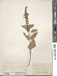 Scutellaria ovata subsp. ovata image