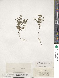 Scutellaria minor image