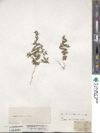 Scutellaria minor image