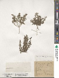 Scutellaria minor image