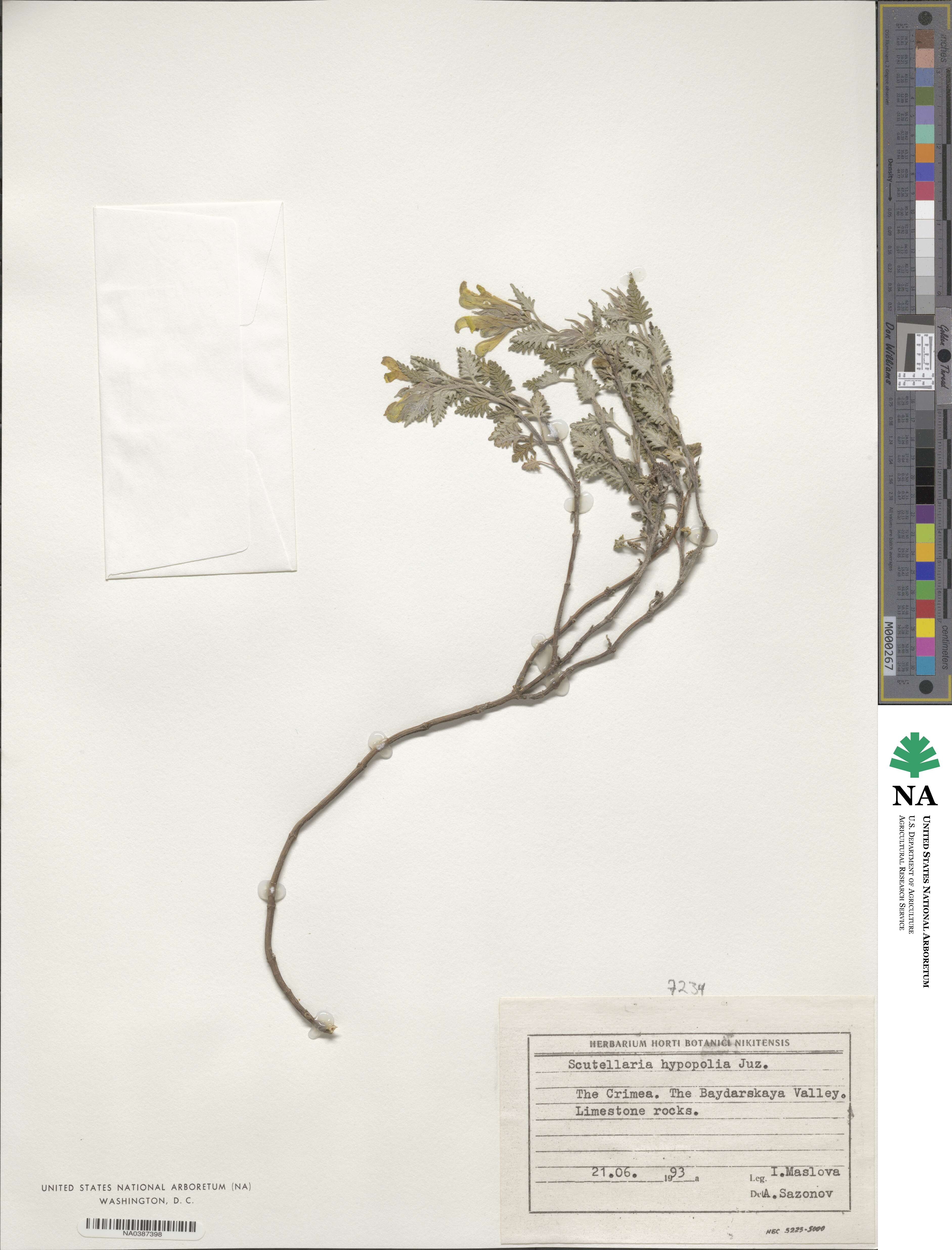 Scutellaria orientalis subsp. orientalis image