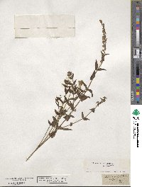 Scutellaria hastifolia image