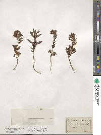 Scutellaria hastifolia image