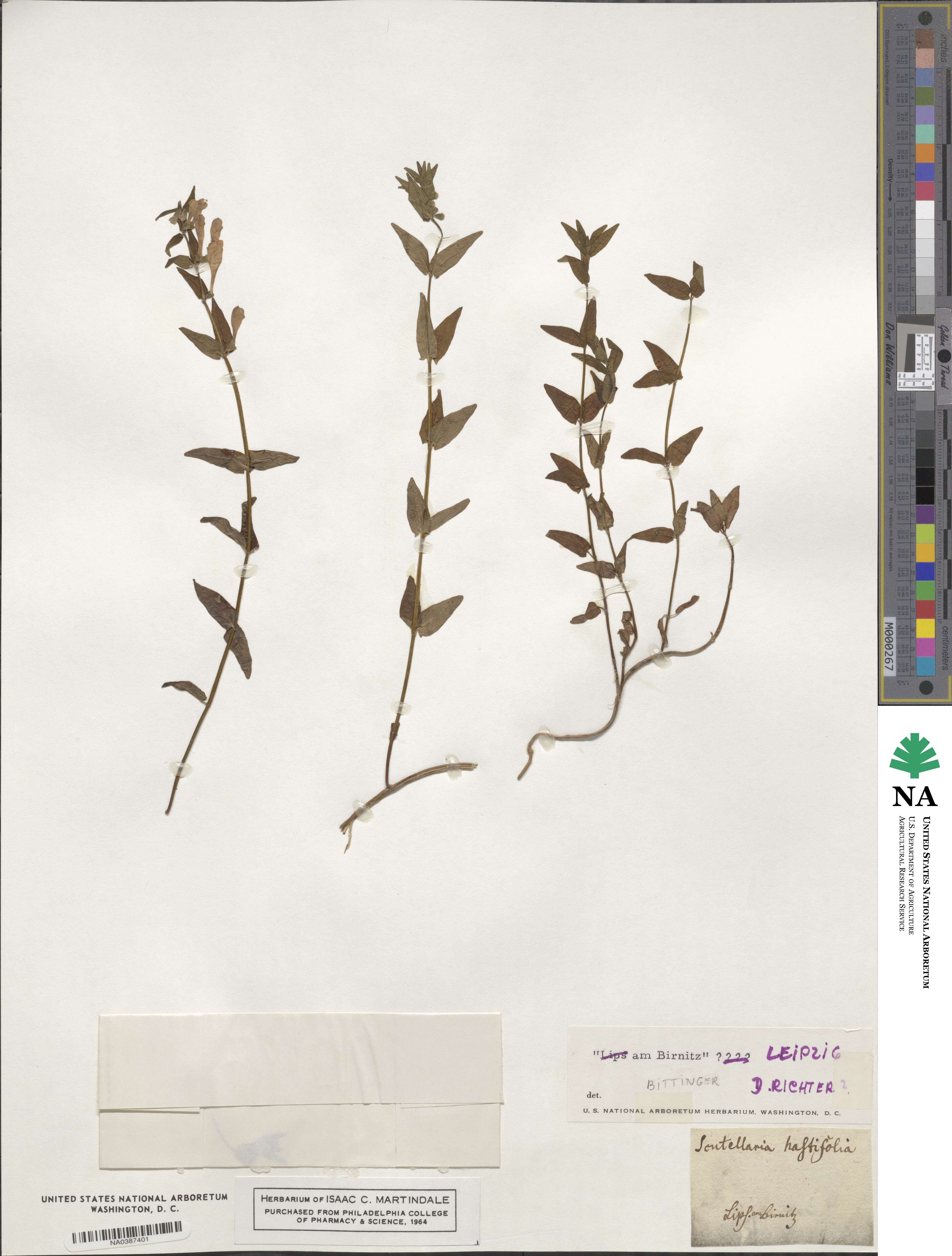 Scutellaria hastifolia image